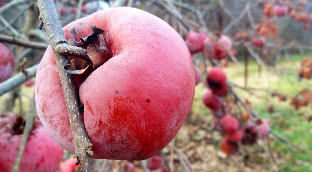 Persimmon 2